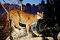 Cabelas 4-24-07 008 mountain lion.jpg