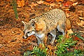 Cabelas 4-24-07 017 gray fox.jpg