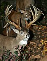 Cabelas 4-24-07 030 whitetail buck.jpg