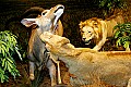 Cabelas 4-24-07 051 lioness takedown.jpg