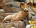 Cabelas 4-24-07 151 bighorn sheep.jpg