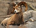 Cabelas 4-24-07 179 big horn sheep.jpg