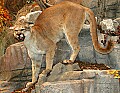 Cabelas 4-24-07 180 mountain lion, cougar.jpg