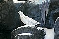 Cabelas 4-24-07 207 ptarmigan.jpg