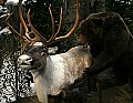 Cabelas 4-24-07 218 grizzly bear attacking a reindeer.jpg