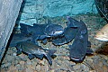 DSC_7331 blue catfish.jpg