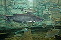 DSC_7347 Cabelas Fish Tank.jpg