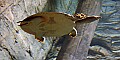 DSC_7400 softshell turtle.jpg