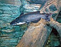 DSC_7412 bullhead catfish.jpg