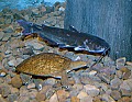 DSC_7448 softshell turtle and catfish.jpg