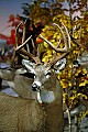 DSC_7565 whitetail.jpg