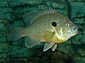 DSC_7764 redbreast sunfish.jpg