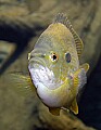 DSC_7871 redbreast sunfish.jpg