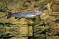 DSC_7890 rainbow trout.jpg