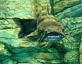 DSC_7894 blue catfish.jpg