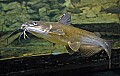 DSC_7916 channel catfish.jpg