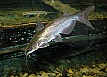 DSC_7918 channel catfish.jpg