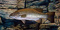 DSC_7919 smallmouth bass.jpg