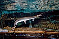 DSC_7957 longnose gar and prey.jpg