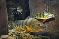 DSC_7965 yellow perch.jpg