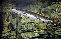 DSC_8056 muskie.jpg