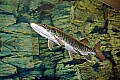 DSC_8089 muskie.jpg