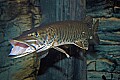 DSC_8123 muskie.jpg