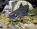 DSC_8137 catfish.jpg