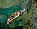 DSC_8260 painted turtle.jpg