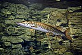 DSC_8398 muskie.jpg