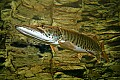 DSC_8442 muskie (great).jpg