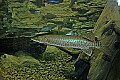 DSC_8553 muskie.jpg