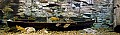 Fish Tank Panorama.jpg