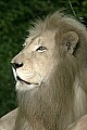 _MG_7813 white lion.jpg