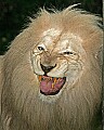 _MG_7850 white lion.jpg