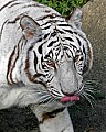 _MG_7902 white tiger.jpg