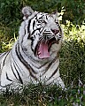 _MG_8023 white tiger.jpg