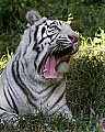 _MG_8024 white tiger.jpg