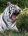 _MG_8026 white tiger.jpg