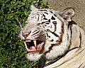 _MG_8087 white tiger 1.jpg