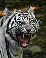 _MG_8166 tiger growling.jpg