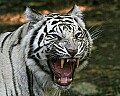 _MG_8166 white tiger growling.jpg