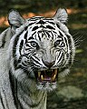 _MG_8167 white tiger growling.jpg