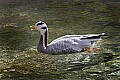 _MG_8350 bar-headed goose.jpg