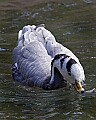 _MG_8360 bar-headed goose.jpg