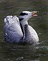 _MG_8365 bar-headed goose.jpg