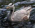 _MG_8384 bar-headed goose.jpg