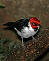 _MG_8414 red-capped cardinal.jpg