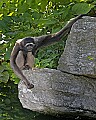 _MG_8453 mueller's gibbon.jpg