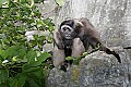 _MG_8458 mueller's gibbon.jpg